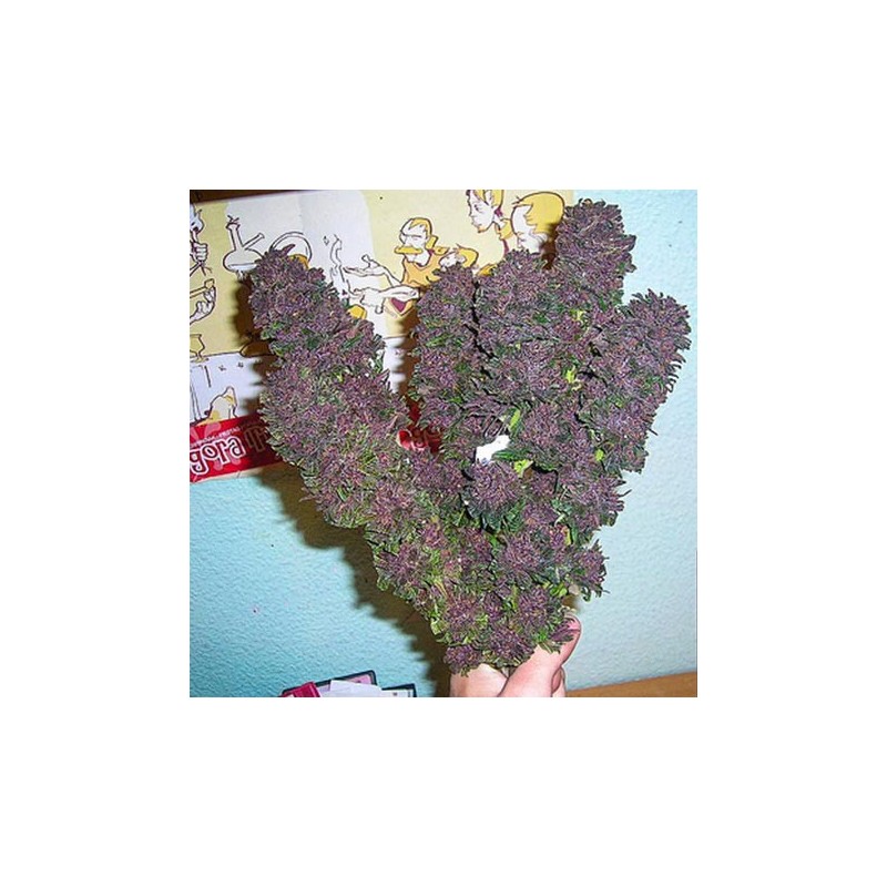 Bisho Purple