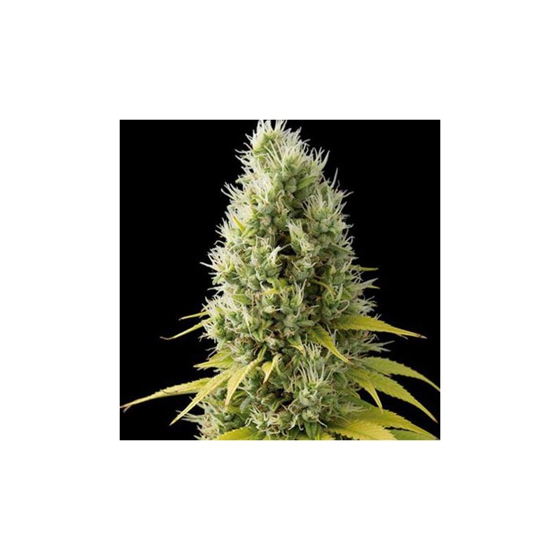 Shark Shock CBD