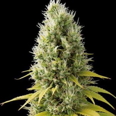 Shark Shock CBD Shark Shock CBD