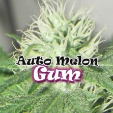 Auto Melon Gum