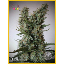 Jack Ultra Auto CBD