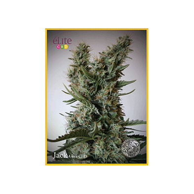 Jack Ultra Auto CBD