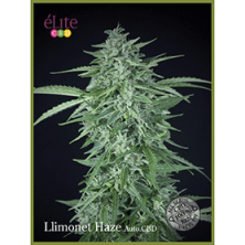 Llimonet Haze Auto CBD