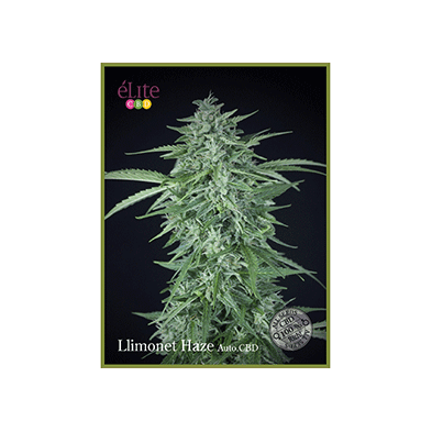 Llimonet Haze Auto CBD