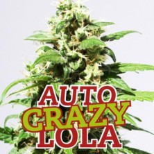 Auto Crazy Lola