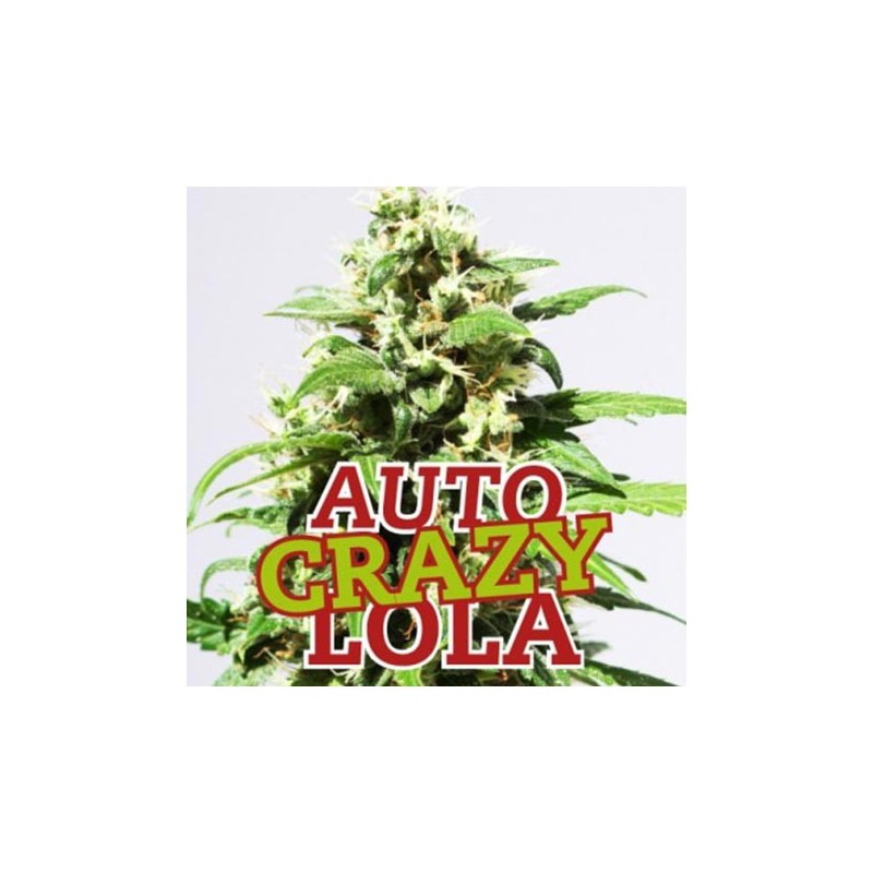 Auto Crazy Lola