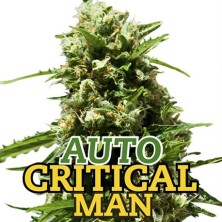 Auto Critical Man