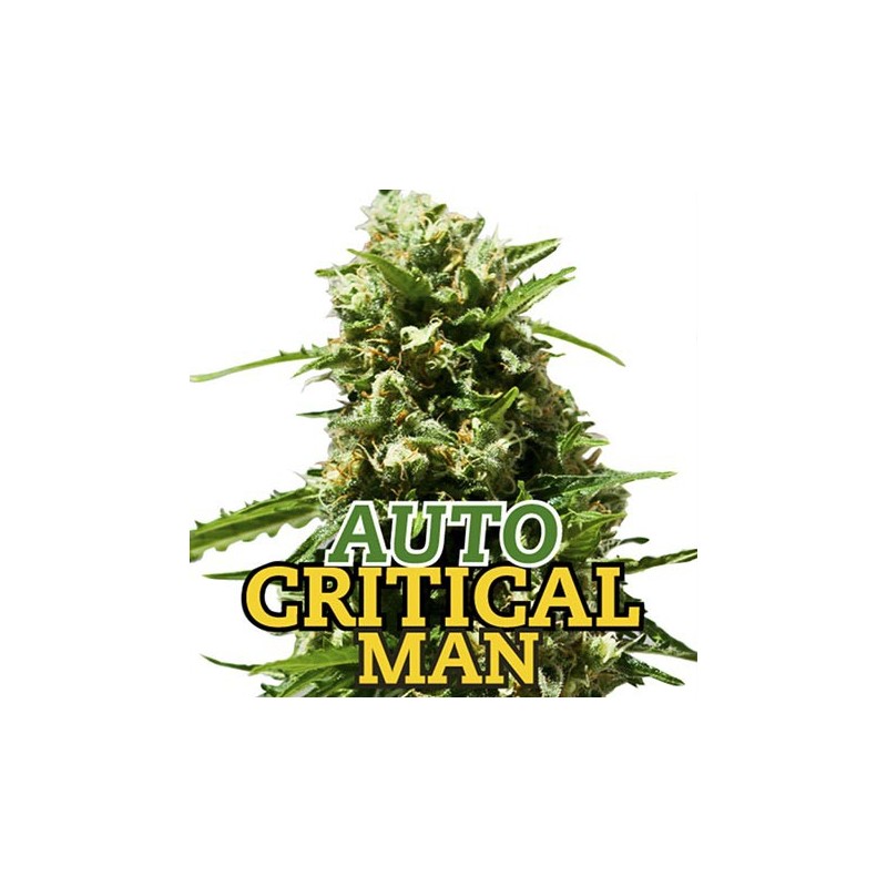 Auto Critical Man