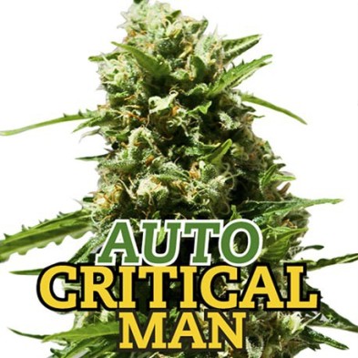 Auto Critical Man