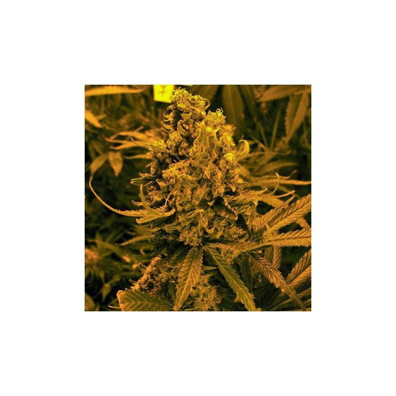 Blueberry Kush Autofloreciente