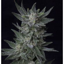 Auto Bubblegum