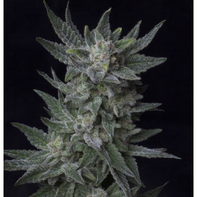 Auto Bubblegum Auto Bubblegum