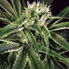 Amnesia Nr.7