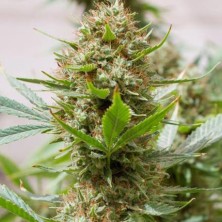 Strawberry Amnesia