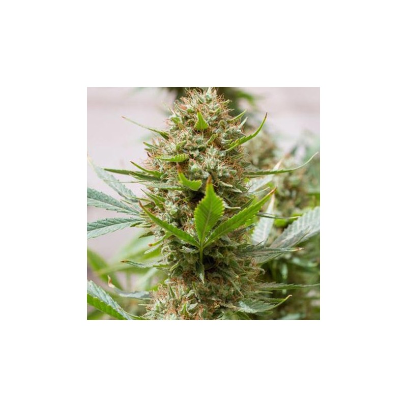 Strawberry Amnesia