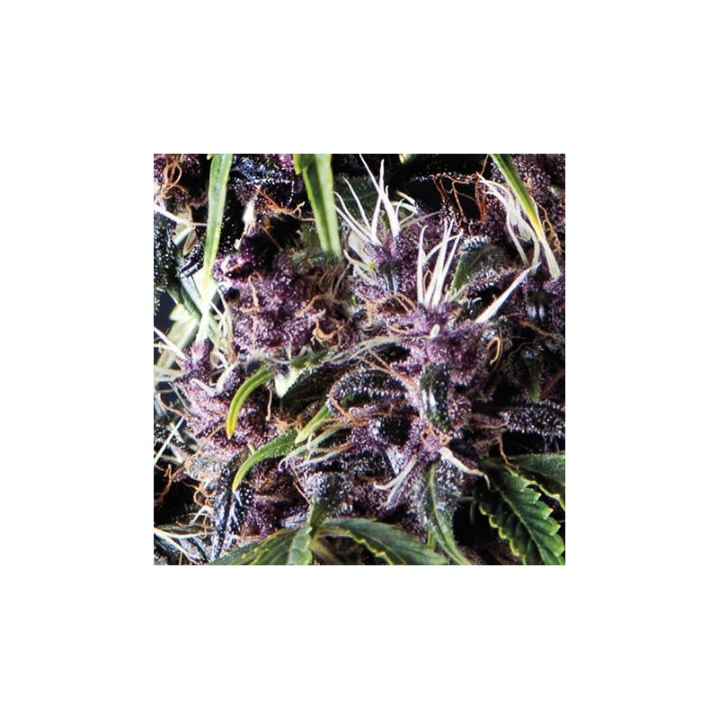 Purple Autofloreciente