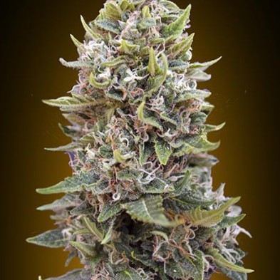 Auto Cheeseberry