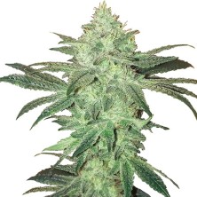 Stardawg Auto