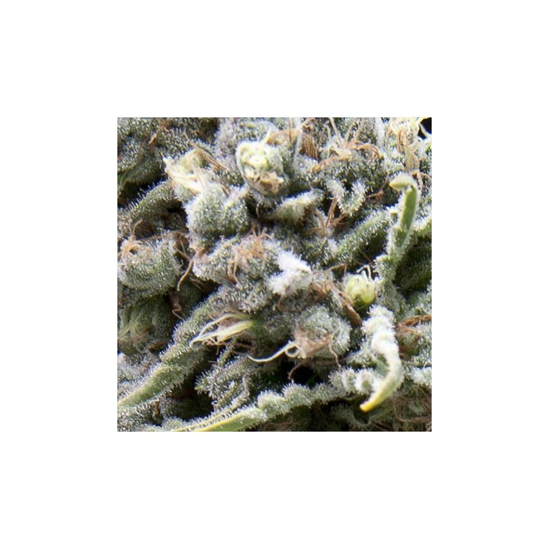 White Widow Autofloreciente