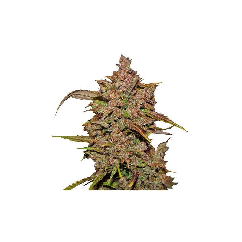 Crystal Meth Auto