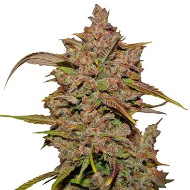 Crystal Meth Auto Crystal Meth Auto