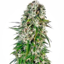 Big Bud Auto