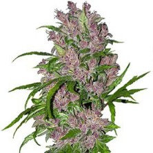 Purple Bud Automatic