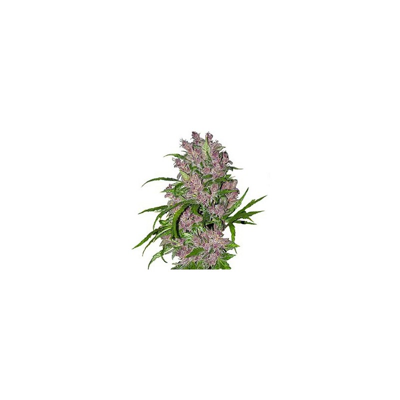 Purple Bud Automatic