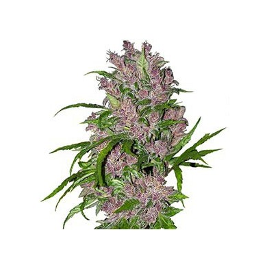 Purple Bud Automatic