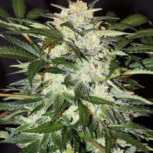 Monster Mash Auto