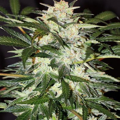 Monster Mash Auto