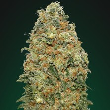 White Widow