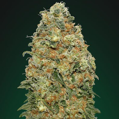 White Widow White Widow