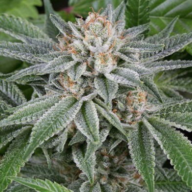 Gorilla Gorilla