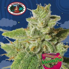 Cherry Moon Pie