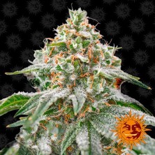 Pink Kush