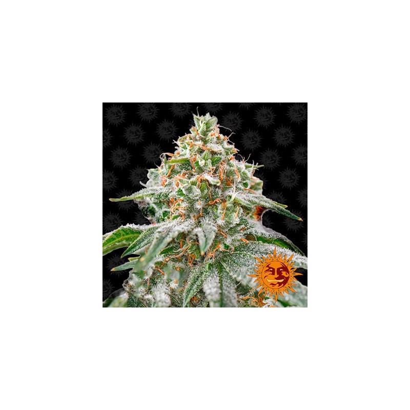 Pink Kush