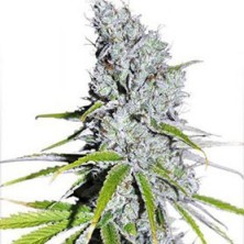 CBD Skunk Haze