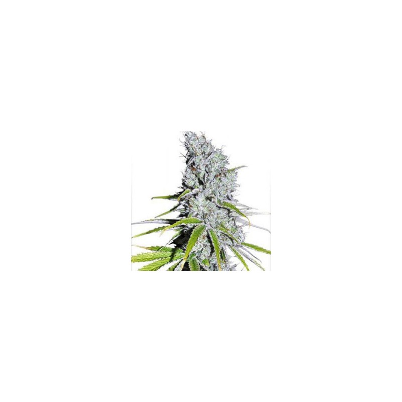 CBD Skunk Haze