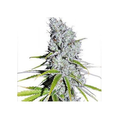 CBD Skunk Haze CBD Skunk Haze