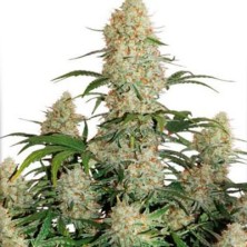 Auto Critical Orange Punch