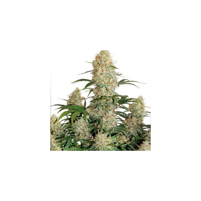 Auto Critical Orange Punch
