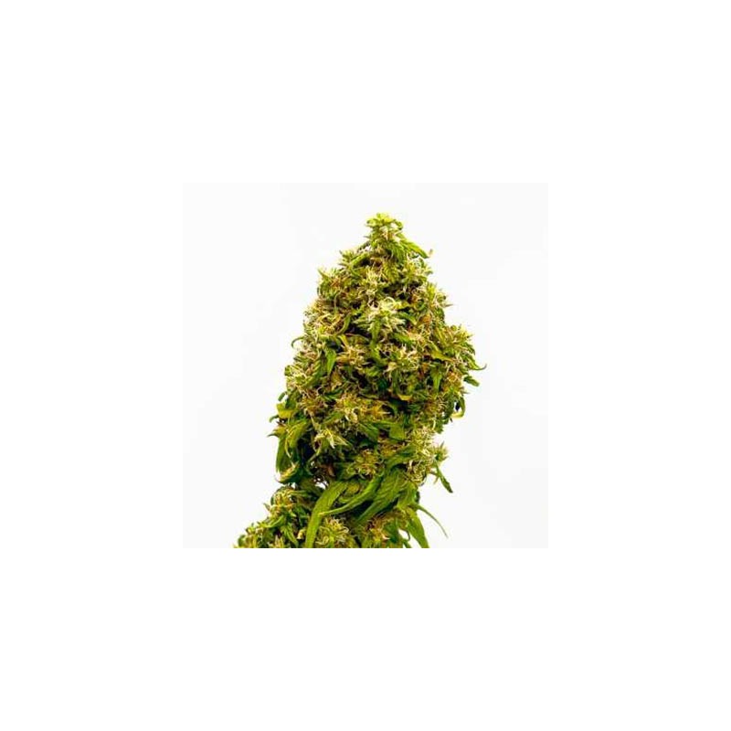 Swiss Dream CBD