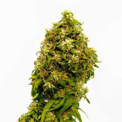 Swiss Dream CBD Swiss Dream CBD