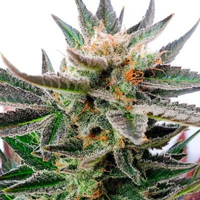 Sativa Dream Sativa Dream