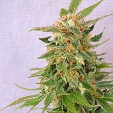 Ginger Punch Auto