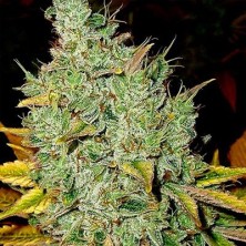 Sticky Dream