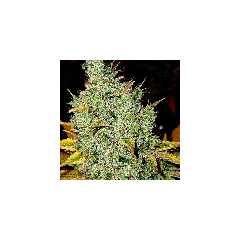 Sticky Dream