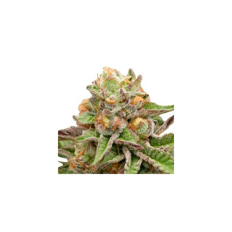 Green Gelato