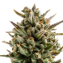 Amnesia Haze Automatic